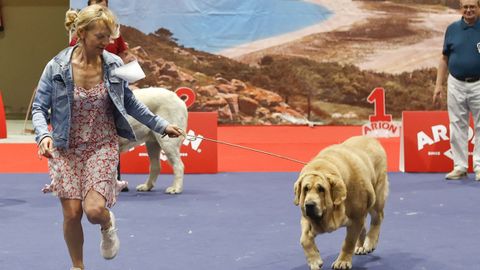 Exposici�n Canina de Galicia en Lugo