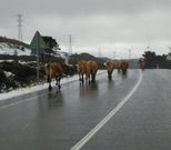 Vacas invadiendo la calzada el s�bado, en plena nevada. 
