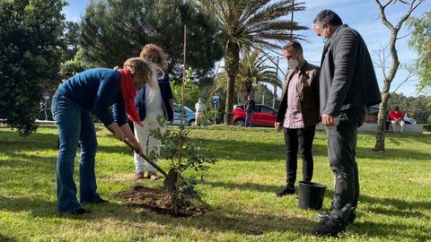 Odile Rodrguez de la Fuente plant un metrosidero, rbol originario de Nueva Zelanda, en el parque da Comunicacin de Boiro