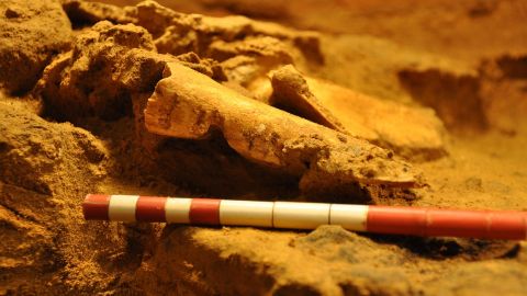 Extincin neandertal. Aos 100000BCE-40000BCE. Diferentes causas, entre la que se incluiran ciertas epidemias, pudieron contribuir a la extincin neandertal.