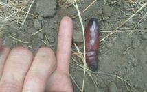 Imagen de la cris�lida que encontr� enterrada uno de los vecinos afectados mientras recog�a patatas. 