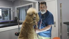 Andr�s Mart�nez, en plena acci�n, en su nuevo sal�n de peluquer�a canina. Explica que en �l usa �cosm�tica premium de primera calidad, tanto espa�ola como importada�. Afirma que los productos han avanzado mucho y �es un falso mito que se da�e la piel del perro cuando lo ba�as m�s de una vez al mes, siempre que lo hagas con el champ� adecuado�.