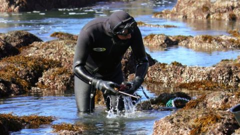 Captura del oricio en Asturias