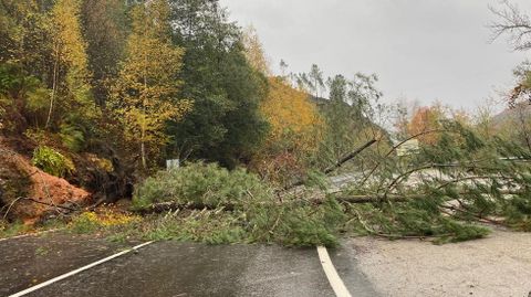 La ca�da de un �rbol corta la OU-636, la carretera que une Trives con Valdeorras.