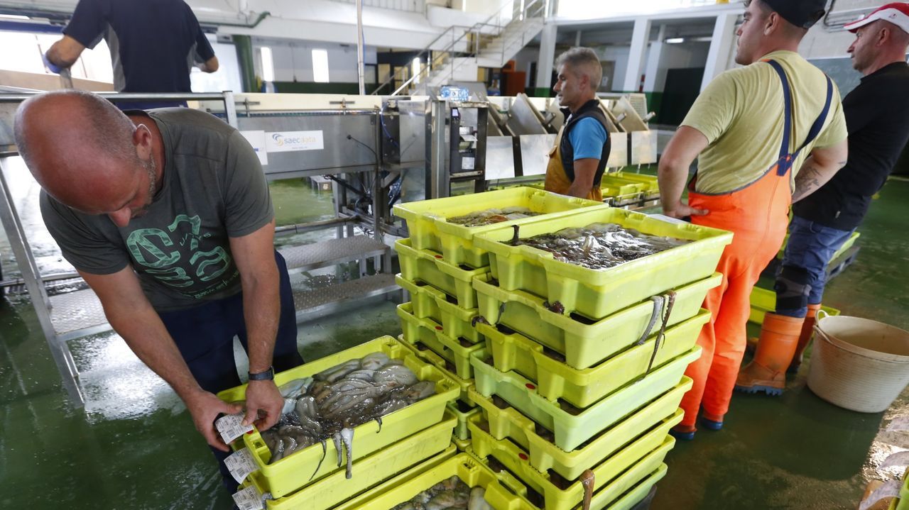 Adiós al pulpo, la campaña se suspenderá en el Occidente astur si no se recuperan las capturas