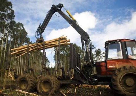 El sector forestal tienen gran peso en la econom�a de la zona. 