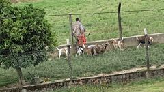 Algunos de los canes involucrados en la pol�mica de Bergondo. 