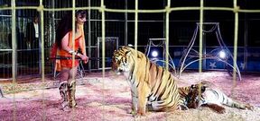 La domadora Tamara de la Torre, con dos de las tigresas del circo Coliseo, durante el espect�culo de la tarde de ayer.