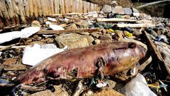 El litoral ferrolano, convertido en vertedero