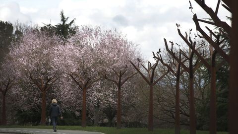 Cerezos japoneses junto a los rboles de hierro de la Ronda de Fingoi