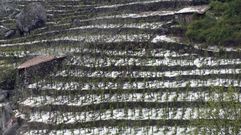 Vi�as cubiertas de granizo tras la tormenta del 17 de junio en Chantada