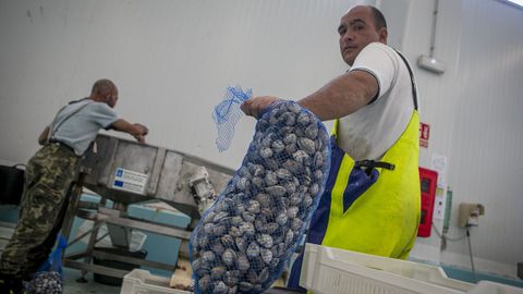 Mariscador con almeja babosa, el primer da de campaa en Ribeira