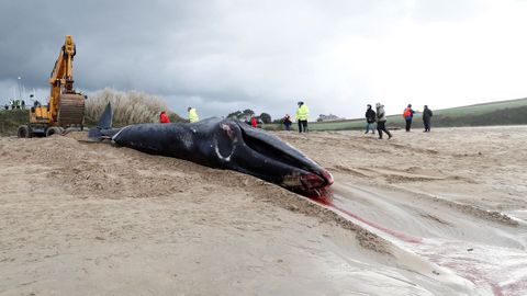 Los restos del cet�ceo ser�n trasladados al vertedero central de Cogersa para su tratamiento