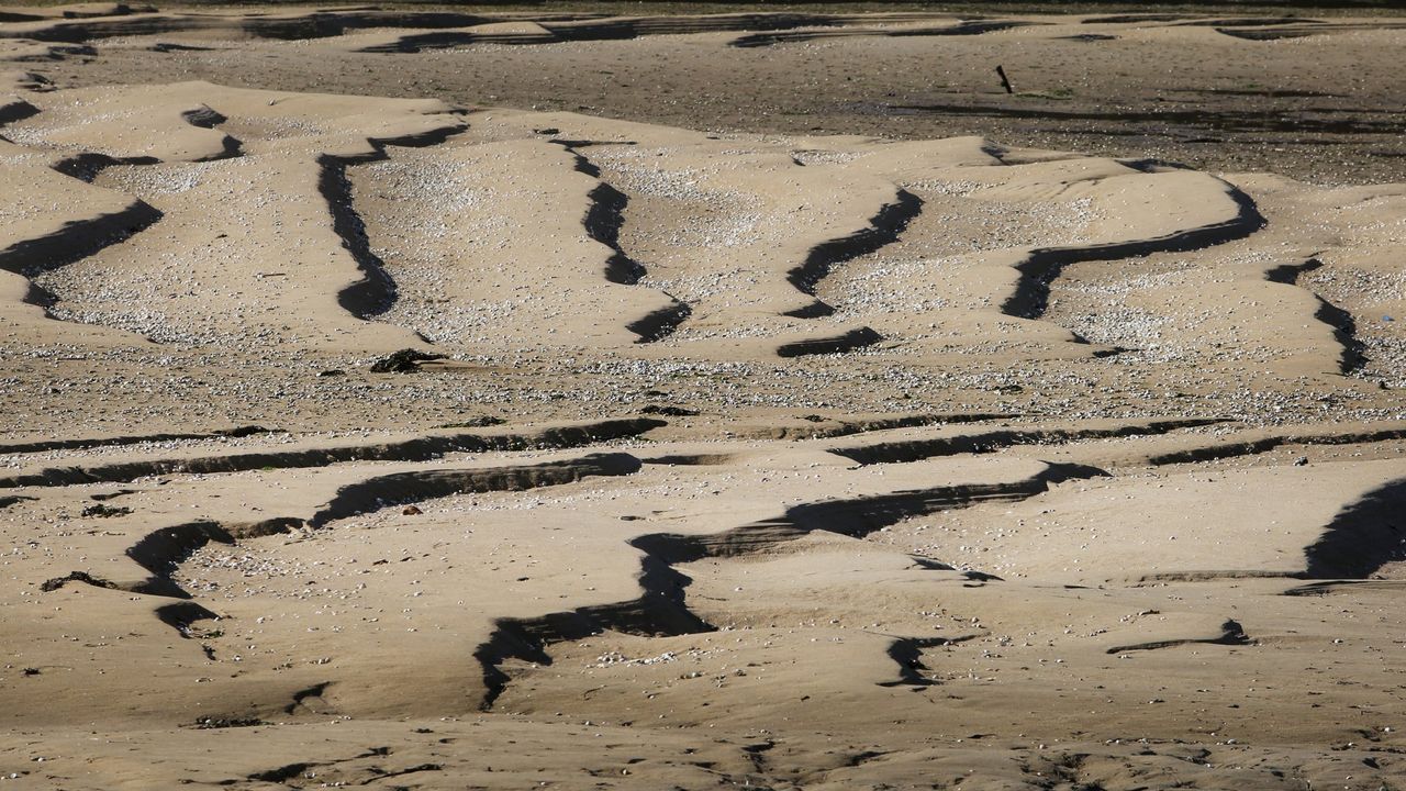 Ultiman un cóctel de probióticos para reforzar la supervivencia de almeja y berberecho