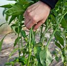 La recolecci�n de los primeros pimientos de Herb�n (a la derecha, detalle de una planta) se demorar� todav�a unos d�as.