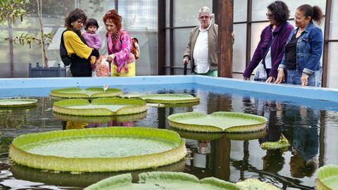 El jard&iacute;n bot&aacute;nico de la Fundaci&oacute;n Sales cuenta con un ejemplar espectacular del nen&uacute;far Victoria cruziana.