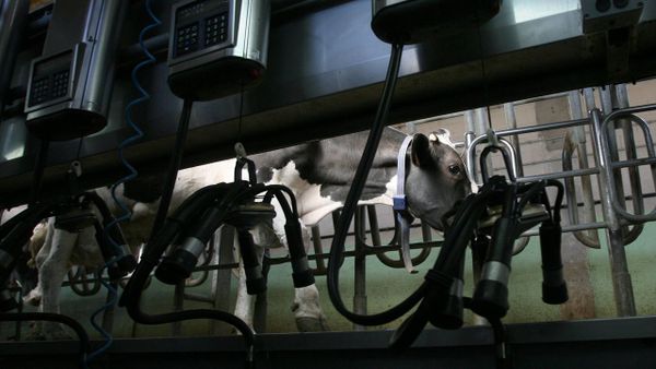 Imagen de archivo de una vaca en una sala de orde�o