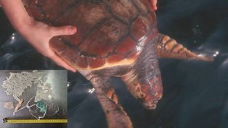 Im�genes cedidas por la Cemma (Nigr�n) de una tortuga que lleg� a Galicia y fue auxiliada y restos de pl�sticos que identifican en el est�mago de ejemplares que alcanzan las�r�as.