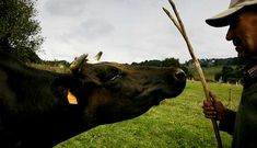 De las 38.823 vacas lecheras de Pontevedra, fuera de Deza y Tabeirs solo hay 302 ejemplares.