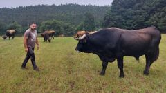 Jess Pardal, das atrs coas sas vacas nunha leira en Moares