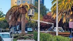 Operarios retirando las ramas de la copa de una palmera en el entorno de la fuente de Las Pajaritas