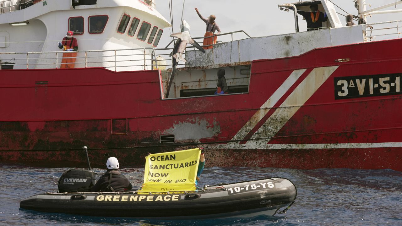 Greenpeace acusa a un barco gallego de pescar tres tiburones zorro y sugiere que cortó a bordo las aletas