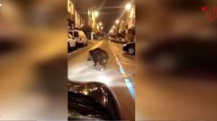 Jabali por la R�a de Pravia, en Vilalba