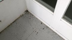 Mosquitos acumulados en el suelo en la estaci�n fitopatol�gica de Areeiro, que sufri� una de esas �explosiones� de la especie 