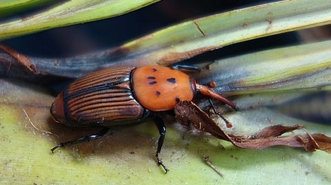 PICUDO ROJO. Es uno de los insectos m�s da�inos para las palmeras. Su primera detecci�n en Galicia fue en el 2013, en Gondomar. Se ha extendido por Pontevedra.