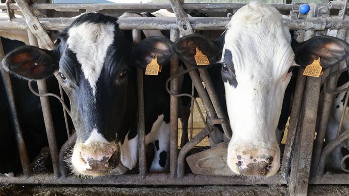 El estudio analiz� el rumen de 2.946 vacas de las razas�Holstein, Angus y Charolais