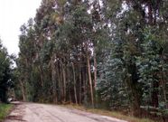 Bosque de eucaliptos en el entorno de Pontevedra