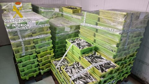 Las sardinas decomisadas las entreg� la Guardia Civil a centros ben�ficos