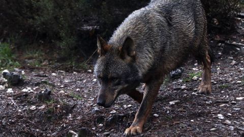 Imagen de archivo de un lobo en el�centro del lobo ib�rico de Castilla y Le�n