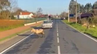 Un coche detenido en la calzada por el paso de una cabra, y otras pastando junto a la carretera