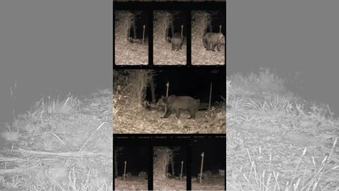 Un oso destruye el colmenar de lvaro Queipo