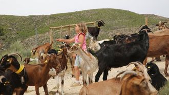 Gaiar, hija de Antonio y Paula, entre las cabras