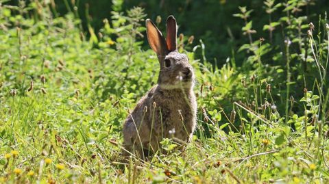 El conejo es una especie de gran inter�s cineg�tico en la provincia de Pontevedra