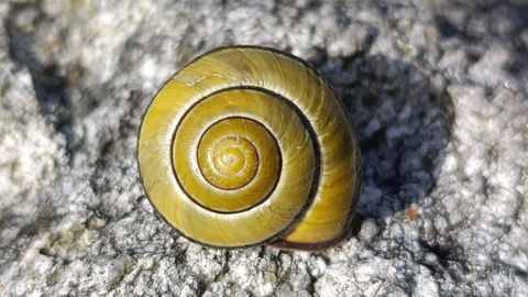Una espiral t�pica de la naturaleza es la del caracol
