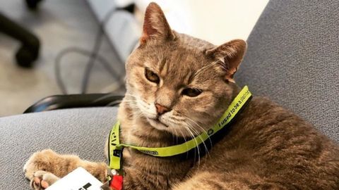 Formulino.Formulino, el gato m�s famoso de la F�rmula 1