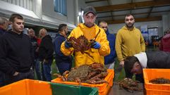 La centolla es uno de los productos de alta calidad de la r�a de Pontevedra y se subasta en Bueu, en la foto, y Portonovo