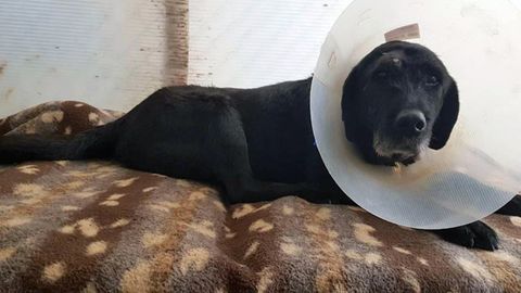 Alvar�n se recupera de su operaci�n y busca una familia de adopci�n