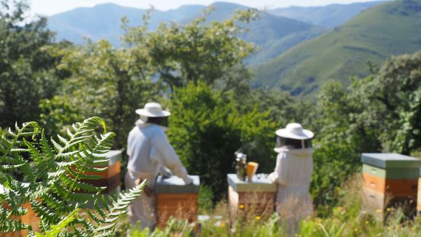 Todas as colmeas da empresa O Galeir�n est�n situadas na localidade de Mercur�n