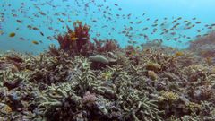 La Gran Barrera de Coral, con una extensin de unos 2.300 kilmetros y ubicada al este de Australia