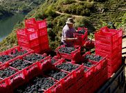 Algunas bodegas se adelantaron en Ribeira Sacra al comienzo oficial de la vendimia.