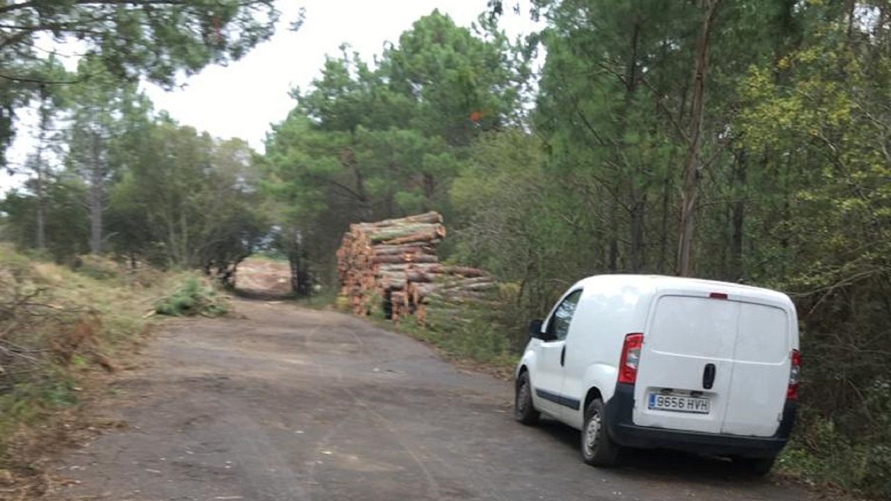 Vecinos de Meirás protestan por una tala de pinos y el Concello pide ...
