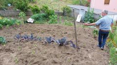 La noche del s�bado fue al menos la sexta en que los jabal�es entraron en una huerta del Porto de Bares, al pie de las viviendas