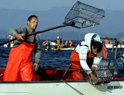 Las escasas capturas han generado una enorme frustraci�n entre los mariscadores. 