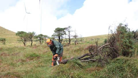 Los pinos se retiran para que en la zona no queden restos que alterarían el valor del suelo