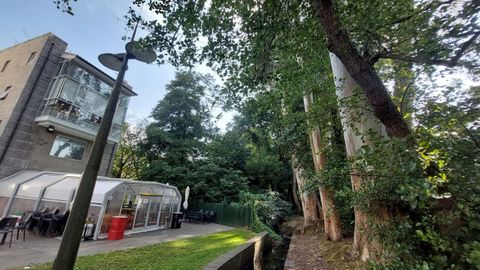 Eucaliptos del parque lineal de Ro Cdavo, en Fene