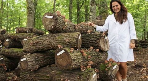 Hifas da Terra trabaja con especies forestales aut�ctonas micorrizadas